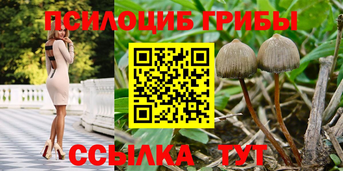 Псилоцибиновые грибы Cubensis Бузулук